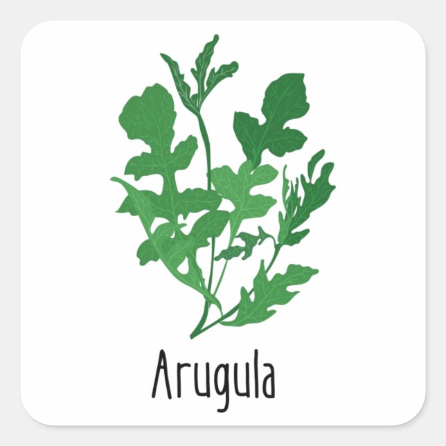 Arugula Geices Kräuter Quadratischer Aufkleber (Vorderseite)