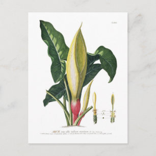 Arum lily postkarte
