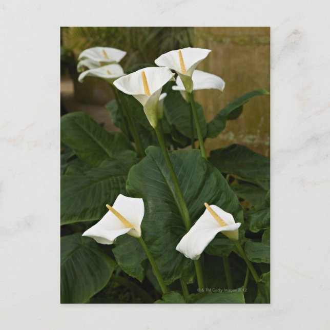 Arum oder Calla lis, Zantedeschia aethiopica, Postkarte (Vorderseite)