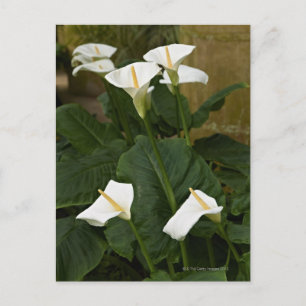 Arum oder Calla lis, Zantedeschia aethiopica, Postkarte