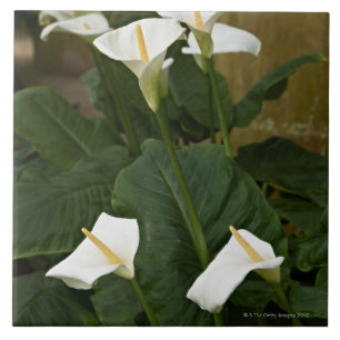 Arum- oder Callalilien, Zantedeschia aethiopica, Fliese