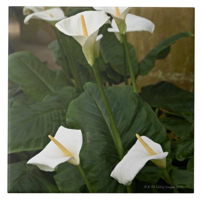 Arum- oder Callalilien, Zantedeschia aethiopica, Fliese (Vorderseite)