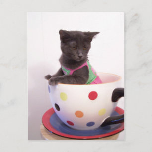 Arys Kitten Postkarte