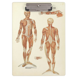Ärzte Büro Muscle Anatomy Clipboard Klemmbrett