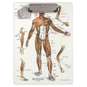 Ärzte Büro Muscle Anatomy Clipboard Klemmbrett