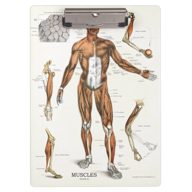 Ärzte Büro Muscle Anatomy Clipboard Klemmbrett (Vorderseite)