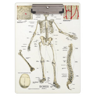 Ärztebüro Skeleton Anatomy Clipboard Klemmbrett