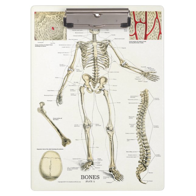 Ärztebüro Skeleton Anatomy Clipboard Klemmbrett (Vorderseite)