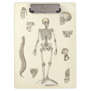 Ärztebüro Skeleton Anatomy Clipboard Klemmbrett