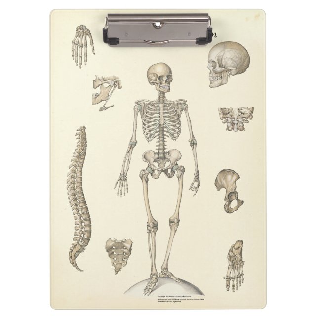 Ärztebüro Skeleton Anatomy Clipboard Klemmbrett (Vorderseite)