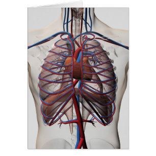 Ärztliche Darstellung der männlichen Brust