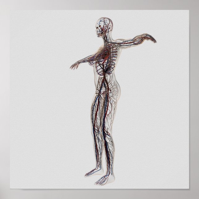 Ärztliche Darstellung weiblicher Arterien, Venen Poster (Vorne)