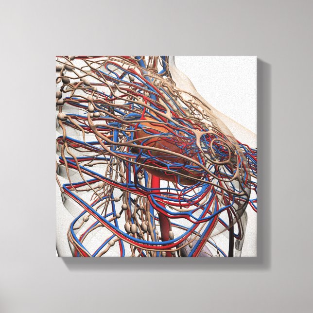 Ärztliche Darstellung weiblicher Brustkunst Leinwanddruck (Vorderseite)