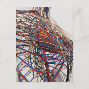 Ärztliche Darstellung weiblicher Brustkunst Postkarte