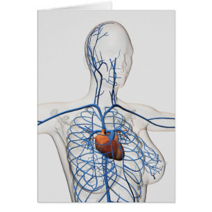 Ärztliche Illustration des Kreislaufsystems