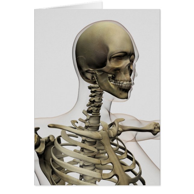 Ärztliche Veranschaulichung des Schädels einer Fra (Vorne)