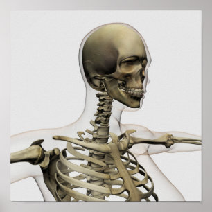 Ärztliche Veranschaulichung des Schädels einer Fra Poster