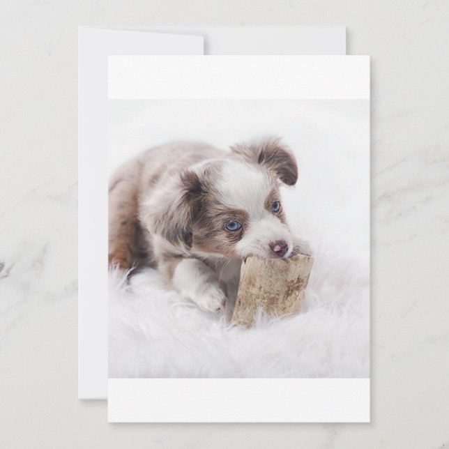 AS Red Merppy (Vorderseite)