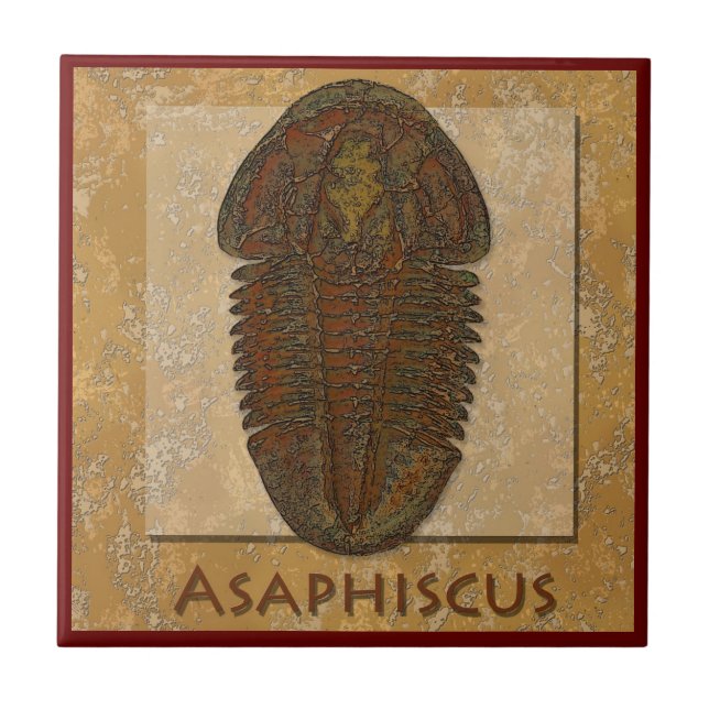 Asaphiscus Fossil Trilobit Fliese (Vorderseite)