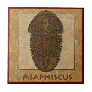 Asaphiscus Fossil Trilobite Fliese