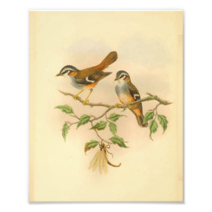 Aschgrauer Fliegenschnäpper Orange Vogel Vintage-D Fotodruck