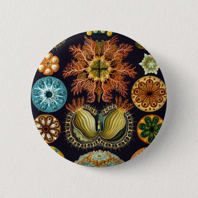 Ascidiacea durch Ernst Haeckel Button (Vorderseite)
