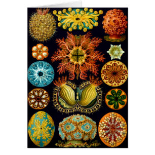 Ascidiacea (Meerücken), Ernst Haeckel Fine Art