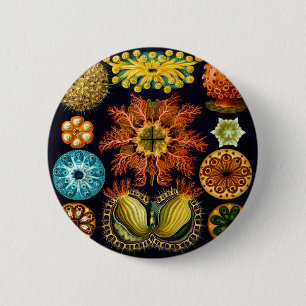 Ascidiacea (Meerücken), Ernst Haeckel Fine Art Button