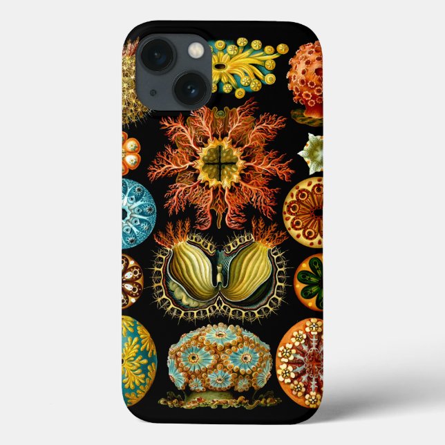 Ascidiacea (Meerücken), Ernst Haeckel Fine Art Case-Mate iPhone Hülle (Rückseite)