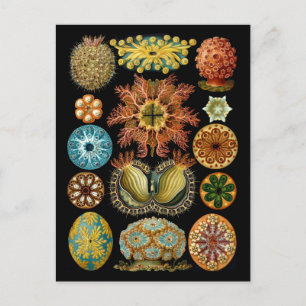 Ascidiacea Postkarte