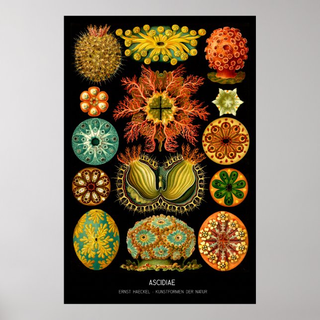 Ascidiae - Plate 85 - Kunstformen der Natur Poster (Vorne)