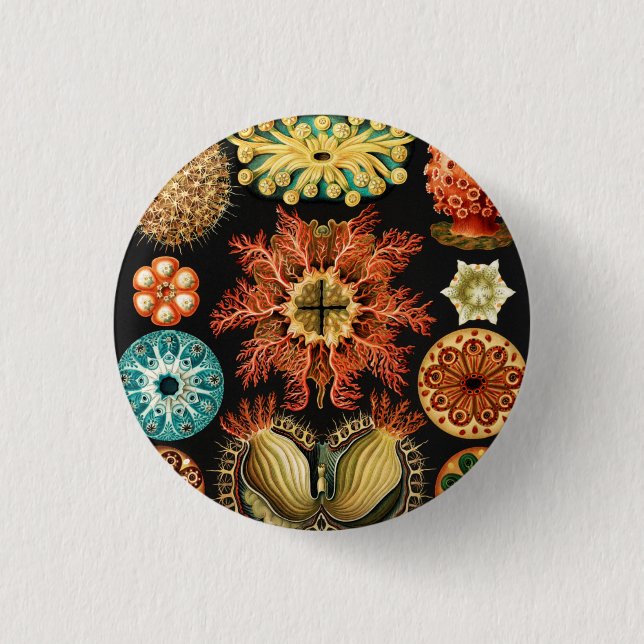 Ascidiae, Seescheiden Marine Life von Ernst Haecke Button (Vorderseite)