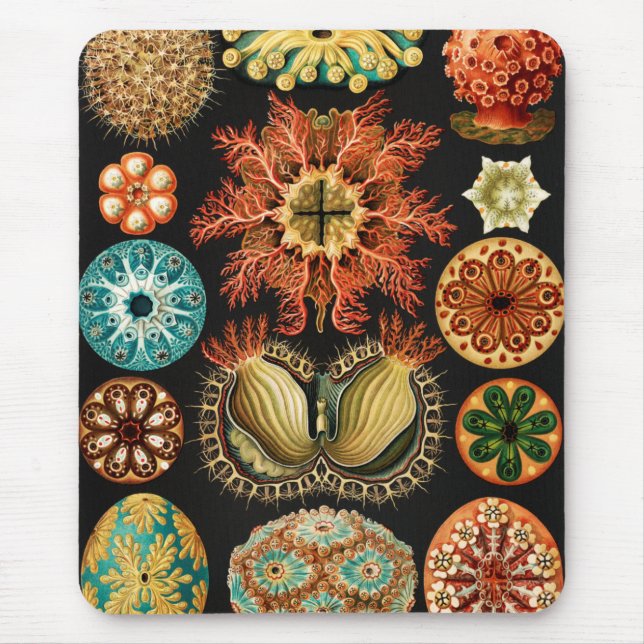 Ascidiae, Seescheiden Marine Life von Ernst Haecke Mousepad (Vorne)