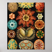 Ascidiae, Seescheiden Marine Life von Ernst Haecke