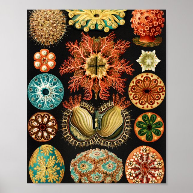 Ascidiae, Seescheiden Marine Life von Ernst Haecke Poster (Vorne)
