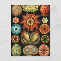 Ascidiae, Seescheiden Marine Life von Ernst Haecke