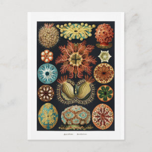 Ascidiae Seestern Seeigel Vintage Poster Postkarte