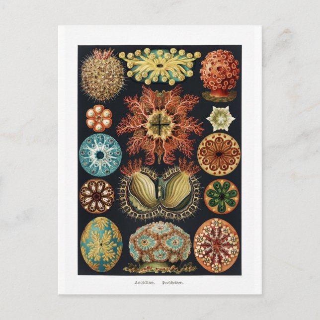 Ascidiae Starfish Sea Urchin Vintage Poster Postkarte (Vorderseite)