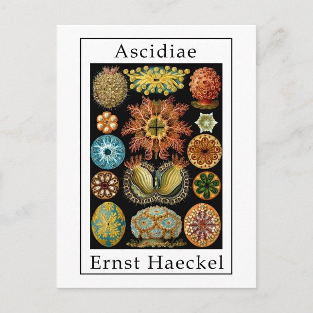 Ascidiae von Ernst Haeckel Postkarte (Vorderseite)
