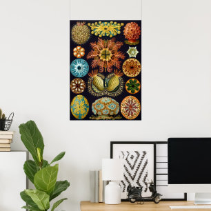 Ascidiae von Ernst Haeckel, Vintage Meereslebewese Poster