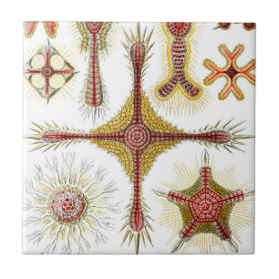 Ascidiae von Ernst Haeckel, Vintage Meerestiere Fliese