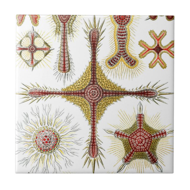 Ascidiae von Ernst Haeckel, Vintage Meerestiere Fliese (Vorderseite)