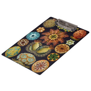 Ascidiae von Ernst Haeckel, Vintage Meerestiere Klemmbrett