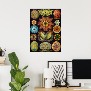 Ascidiae von Ernst Haeckel, Vintage Meerestiere Poster