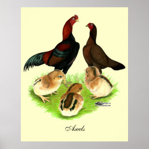 Aseel Black Red Chicken Family Poster