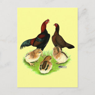 Aseel Black Red Chicken Family Postkarte