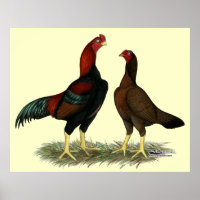 Aseel Black Red Chickens