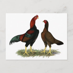 Aseel Black Red Chickens Postkarte