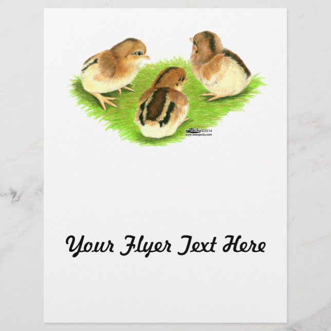 Aseel Black Red Chicks Flyer (Vorne)