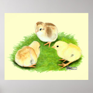 Aseel Wheaten Chicks Poster